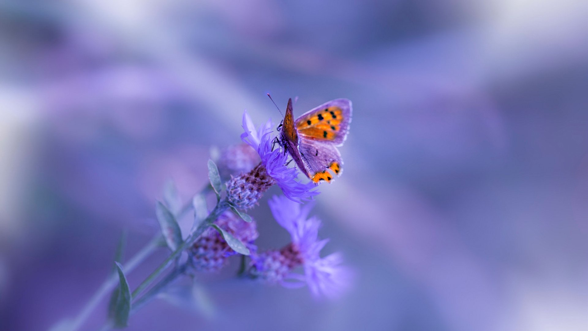 德甲劲旅碰撞，比分3-1，核心球员贡献两球，场均控球70%、成功抢断75%