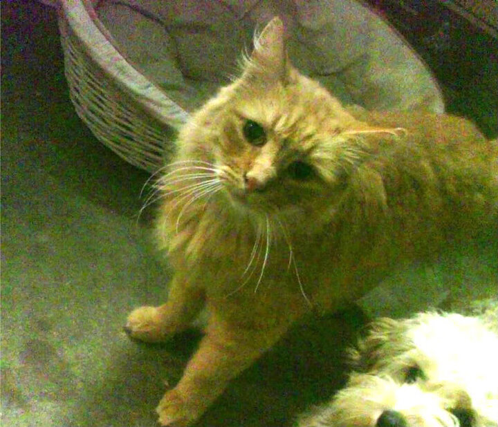 传统民族投壶技艺，文化盛宴里的运动盛事，投壶的玩法和规则